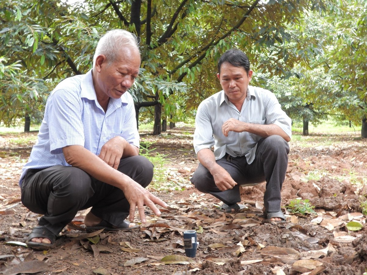 Người trồng sầu riêng tại Bình Phước chủ động kiểm tra chất lượng đất, xây dựng quy trình sản xuất chuẩn. Ảnh: Trần Trung. Người trồng sầu riêng tại Bình Phước chủ động kiểm tra chất lượng đất, xây dựng quy trình sản xuất chuẩn. Ảnh: Trần Trung.