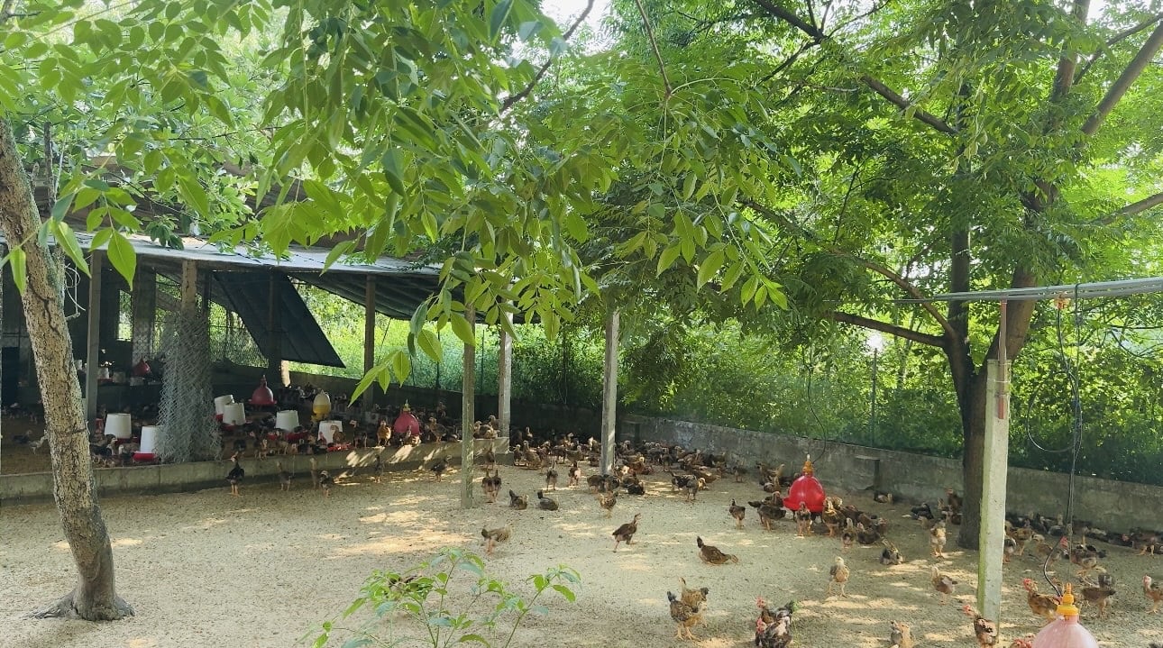 Với điều kiện đất vườn rộng, gia đình ông Nga trồng thêm cây xanh để tạo bóng mát cho gà vào mùa hè. Ảnh: Ánh Nguyệt. Với điều kiện đất vườn rộng, gia đình ông Nga trồng thêm cây xanh để tạo bóng mát cho gà vào mùa hè. Ảnh: Ánh Nguyệt.