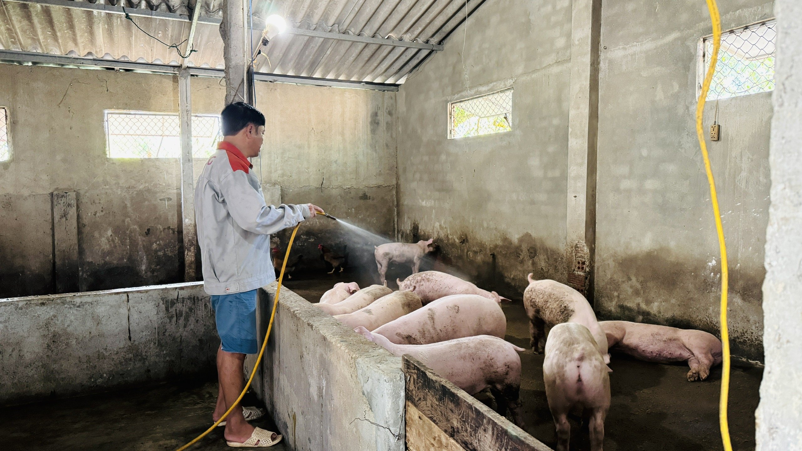 Tăng cường vệ sinh chuồng nuôi vào những ngày nắng nóng. Ảnh: Ánh Nguyệt. Tăng cường vệ sinh chuồng nuôi vào những ngày nắng nóng. Ảnh: Ánh Nguyệt.