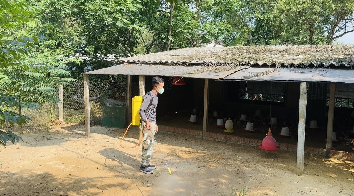 Các trang trại chăn nuôi thường xuyên vệ sinh, tẩy uế chuồng trại và các dụng cụ chăn nuôi, thực hiện phun tiêu độc, khử trùng định kỳ. Ảnh: Ánh Nguyệt. Các trang trại chăn nuôi thường xuyên vệ sinh, tẩy uế chuồng trại và các dụng cụ chăn nuôi, thực hiện phun tiêu độc, khử trùng định kỳ. Ảnh: Ánh Nguyệt.