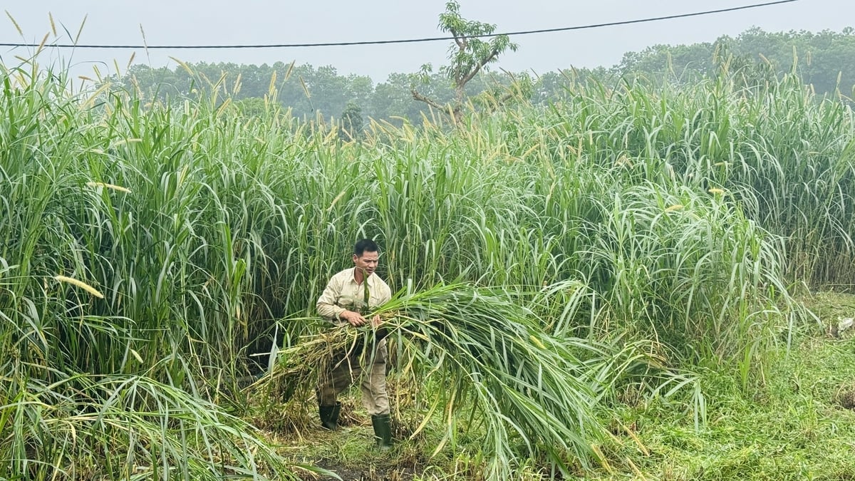 Các trại chăn nuôi chủ động nguồn thức ăn thô xanh cho đàn trâu bò trong mùa nắng nóng. Ảnh: Ánh Nguyệt. Các trại chăn nuôi chủ động nguồn thức ăn thô xanh cho đàn trâu bò trong mùa nắng nóng. Ảnh: Ánh Nguyệt.