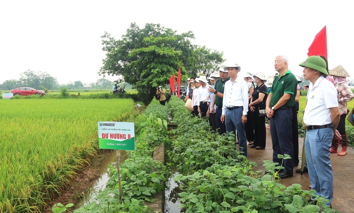 Các đại biểu, người dân tham quan cánh đồng lúa Dự Hương 8 sử dụng phân bón hữu cơ Quế Lâm. Ảnh: Phạm Hiếu. Các đại biểu, người dân tham quan cánh đồng lúa Dự Hương 8 sử dụng phân bón hữu cơ Quế Lâm. Ảnh: Phạm Hiếu.