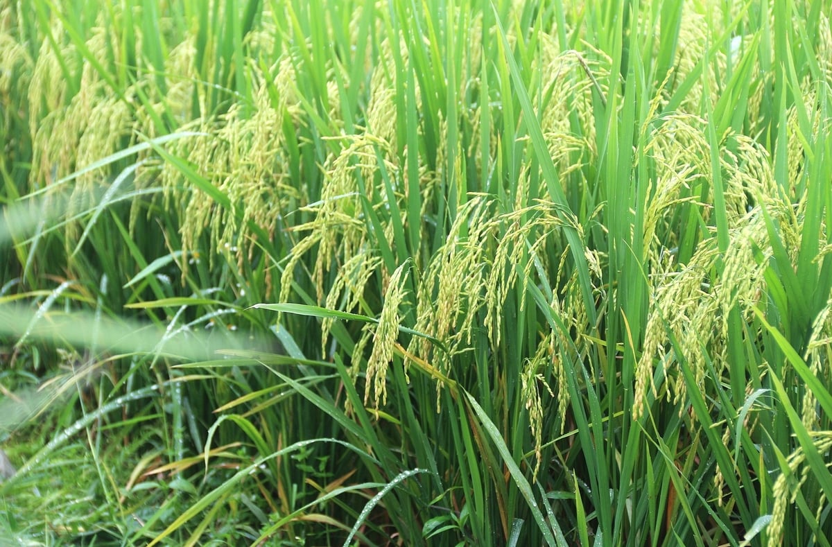 Giống lúa Dự Hương 8 có khả năng chịu hạn, chịu rét tốt, sinh trưởng khỏe. Ảnh: Phạm Hiếu. Giống lúa Dự Hương 8 có khả năng chịu hạn, chịu rét tốt, sinh trưởng khỏe. Ảnh: Phạm Hiếu.