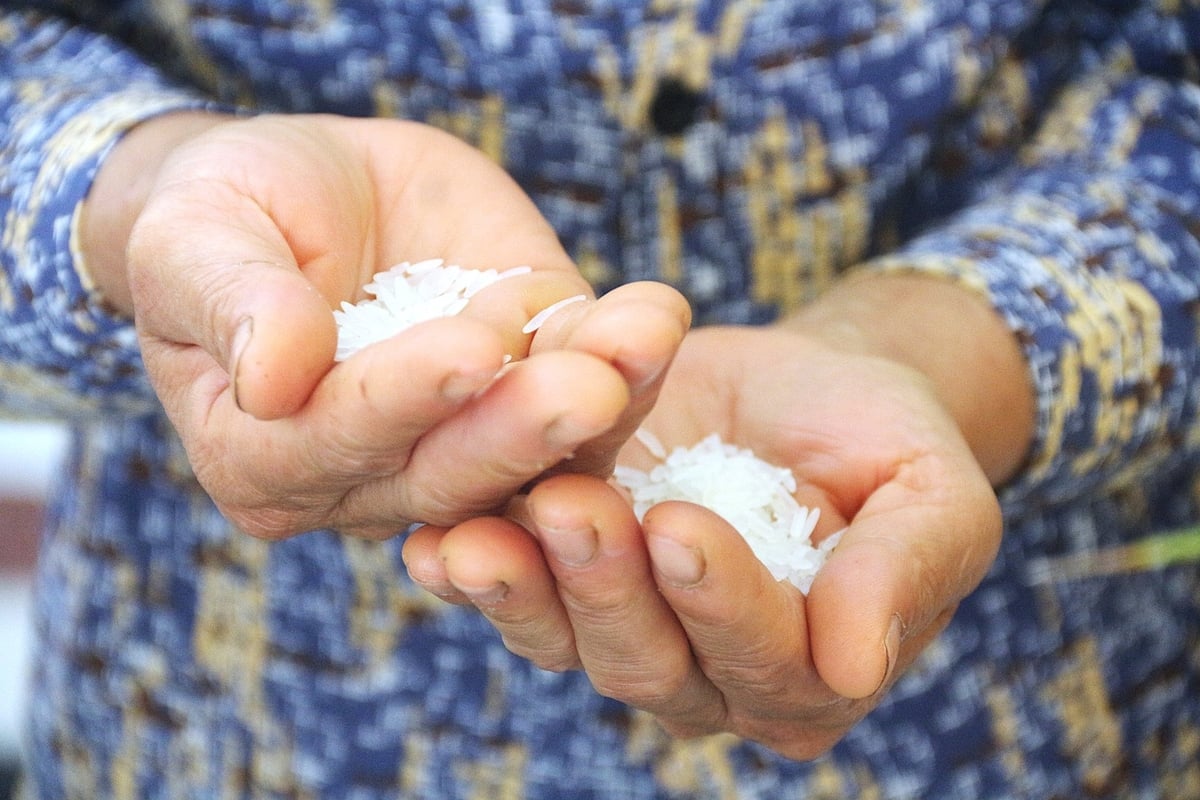 Giống lúa Dự Hương 8 vốn có đặc tính thơm ngon, khi được canh tác bằng phân hữu cơ, chất lượng gạo càng được nâng cao rõ rệt. Ảnh: Phạm Hiếu. Giống lúa Dự Hương 8 vốn có đặc tính thơm ngon, khi được canh tác bằng phân hữu cơ, chất lượng gạo càng được nâng cao rõ rệt. Ảnh: Phạm Hiếu.