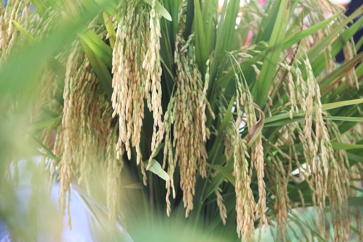 Tập đoàn Quế Lâm cam kết bao tiêu toàn bộ lúa trong mô hình cho người dân. Ảnh: Phạm Hiếu. Tập đoàn Quế Lâm cam kết bao tiêu toàn bộ lúa trong mô hình cho người dân. Ảnh: Phạm Hiếu.