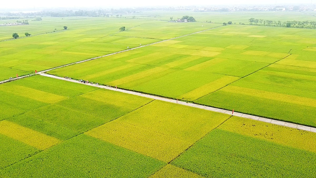 Tỉnh Vĩnh Phúc hiện đang đẩy mạnh sản xuất lúa chất lượng cao theo hướng hữu cơ. Ảnh: Thanh Thủy. Tỉnh Vĩnh Phúc hiện đang đẩy mạnh sản xuất lúa chất lượng cao theo hướng hữu cơ. Ảnh: Thanh Thủy.