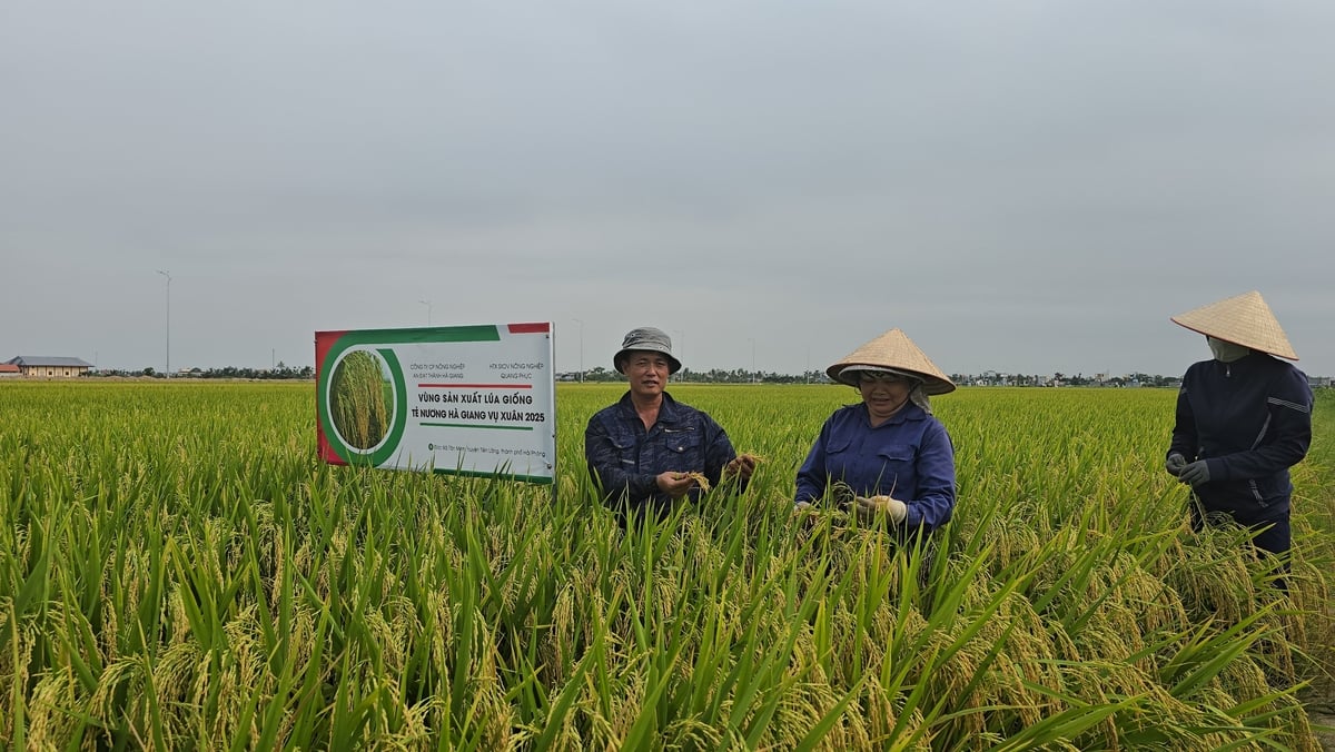Người dân thôn Lật Dương phấn khởi trước vụ lúa bội thu. Ảnh: Đinh Mười. Người dân thôn Lật Dương phấn khởi trước vụ lúa bội thu. Ảnh: Đinh Mười.