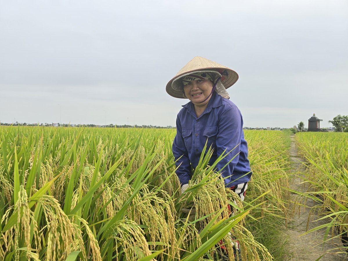 Bà Đào Thị Mỵ phấn khởi vì lúa được mùa, năng suất cao, hạt chắc, vàng sáng, đồng thời khen sức chống chịu tuyệt vời của giống lúa Tẻ Nương Hà Giang khi trồng tại Tiên Lãng. Ảnh: Đinh Mười. Bà Đào Thị Mỵ phấn khởi vì lúa được mùa, năng suất cao, hạt chắc, vàng sáng, đồng thời khen sức chống chịu tuyệt vời của giống lúa Tẻ Nương Hà Giang khi trồng tại Tiên Lãng. Ảnh: Đinh Mười.
