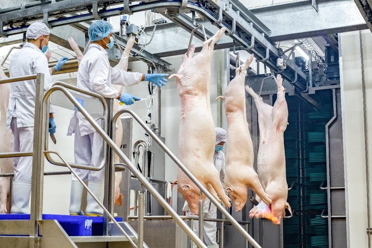 Quy trình giết mổ lợn mát tại các tổ hợp chế biến thịt MEATDeli.