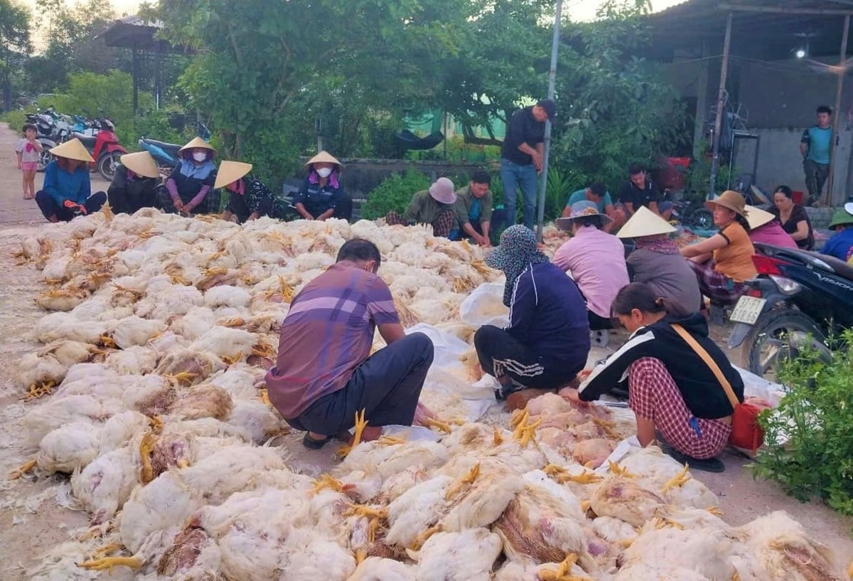 Hàng chục người đến giúp chủ trang trại làm thịt gà sau sự cố điện gây ra. Ảnh: N. Thể. Hàng chục người đến giúp chủ trang trại làm thịt gà sau sự cố điện gây ra. Ảnh: N. Thể.