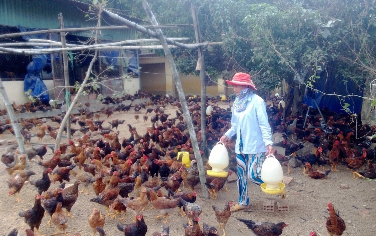 Thời gian gần đây giá gà cũng ở mức 60.000đ/kg, cao nhơn nhiều so những năm trước nên đàn gà ở Bình Định tăng 2,3% so với cùng kỳ. Ảnh: V.Đ.T.