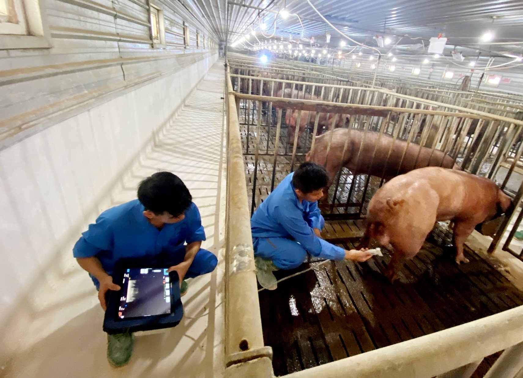 Sử dụng máy siêu âm tích hợp trí tuệ nhân tạo (AI) đánh giá năng suất nọc giống giai đoạn sớm (từ 23-26 tuần tuổi). Ảnh: Minh Sáng. Sử dụng máy siêu âm tích hợp trí tuệ nhân tạo (AI) đánh giá năng suất nọc giống giai đoạn sớm (từ 23-26 tuần tuổi). Ảnh: Minh Sáng.