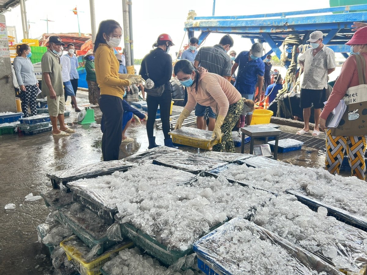 UBND các huyện, TP. Cà Mau (Cà Mau) có trách nhiệm chỉ đạo lực lượng chức năng thường xuyên kiểm tra tại địa phương, đặc biệt tại các chợ, điểm tập trung buôn bán cá. Ảnh: Trọng Linh.