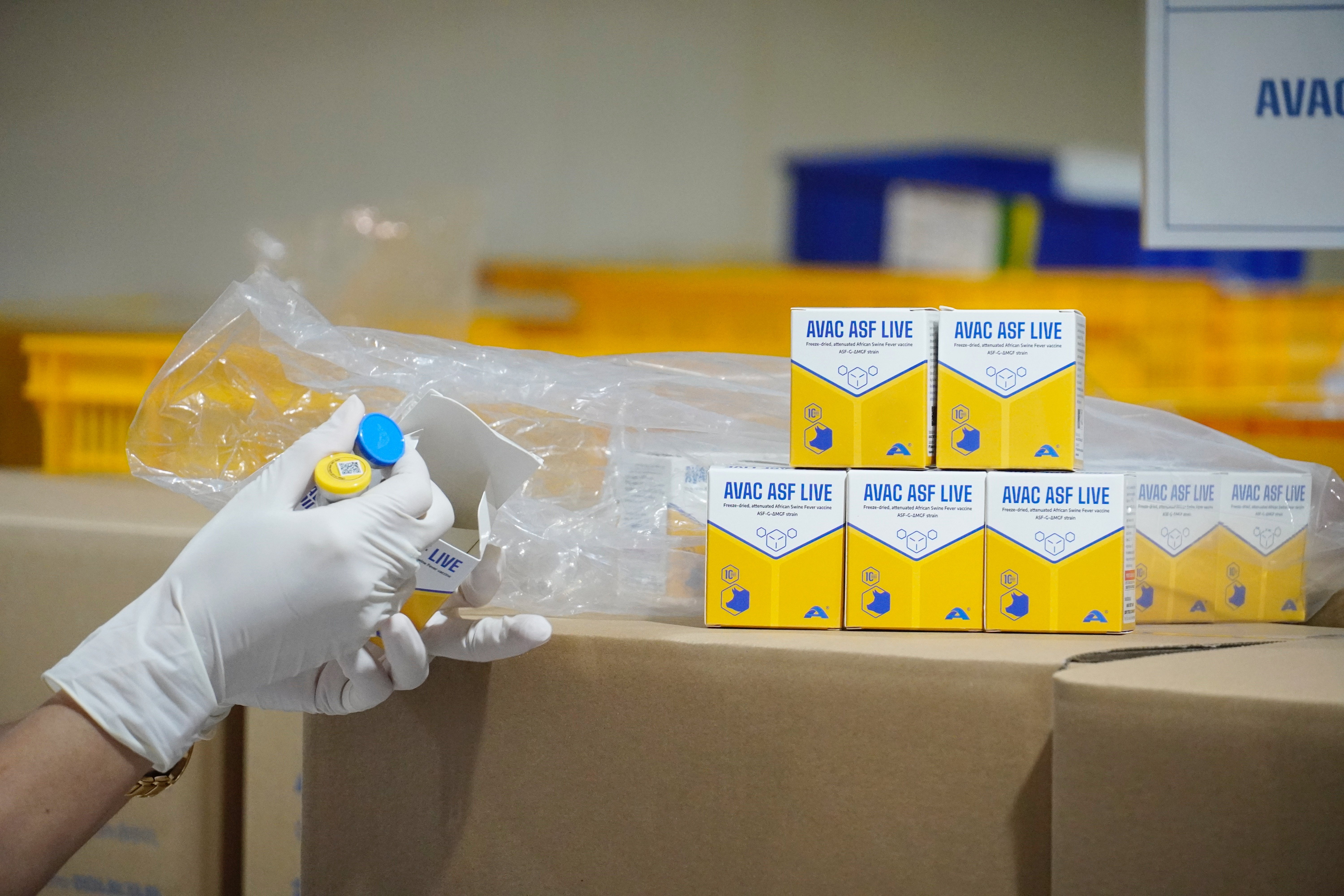 Lô vaccine AVAC ASF LIVE đầu tiên, số lượng 120.000 liều được xuất khẩu sang Indonesia. Ảnh: Hồng Thắm. Lô vaccine AVAC ASF LIVE đầu tiên, số lượng 120.000 liều được xuất khẩu sang Indonesia. Ảnh: Hồng Thắm.