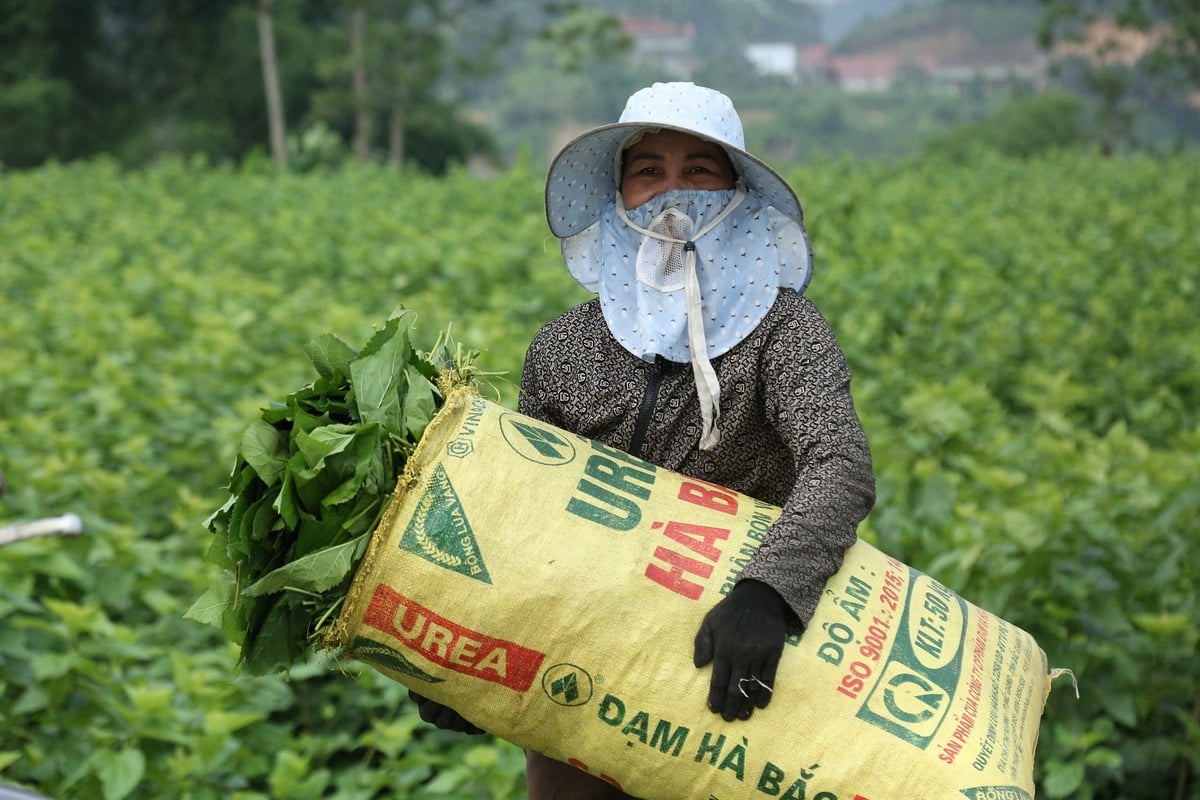 Bà con tất bật trong vụ tằm ăn rỗi. Ảnh: Thanh Tiến. Bà con tất bật trong vụ tằm ăn rỗi. Ảnh: Thanh Tiến.