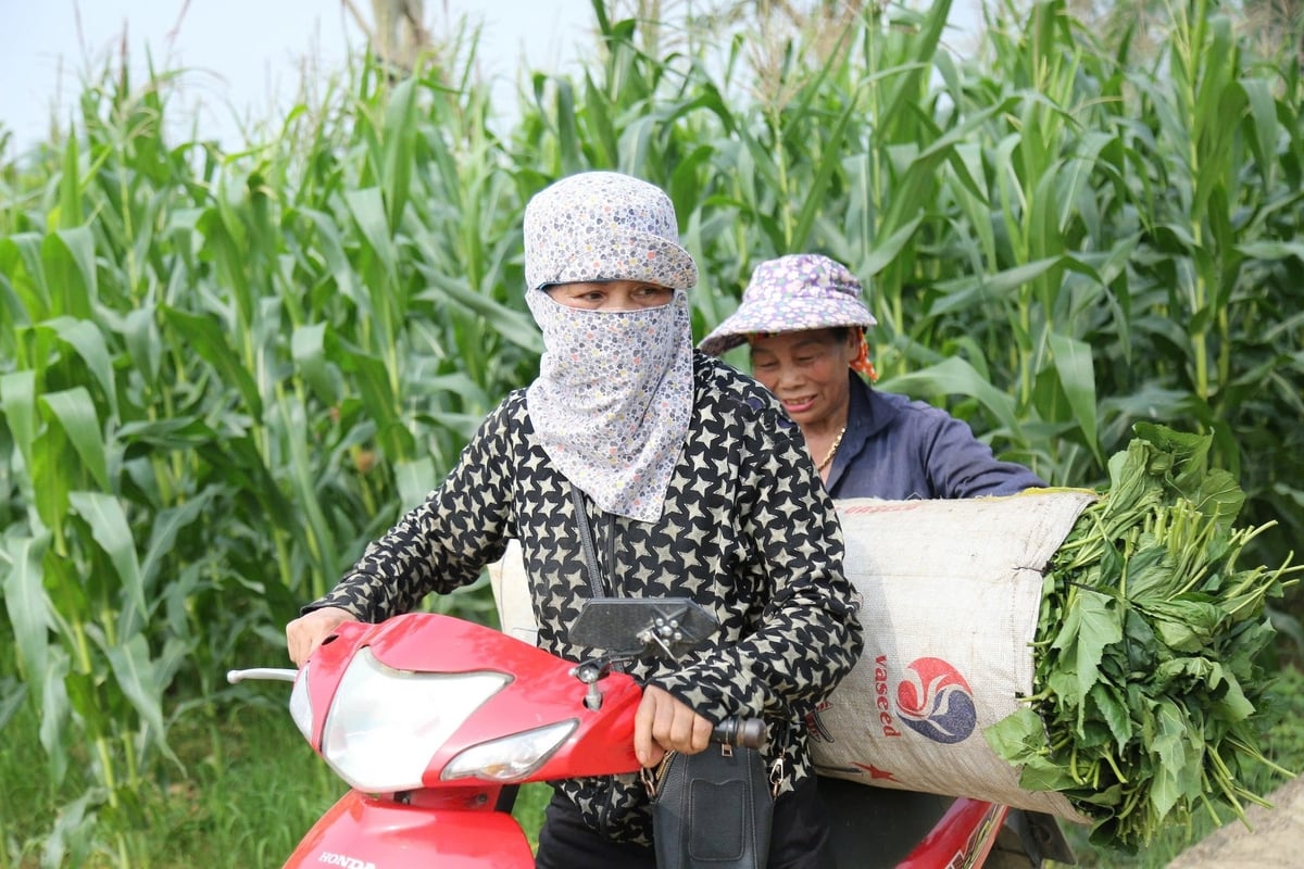 Năm nay, thời tiết thuận lợi, giá kén ổn định ở mức cao, nông dân rất phấn khởi. Ảnh: Thanh Tiến. Năm nay, thời tiết thuận lợi, giá kén ổn định ở mức cao, nông dân rất phấn khởi. Ảnh: Thanh Tiến.