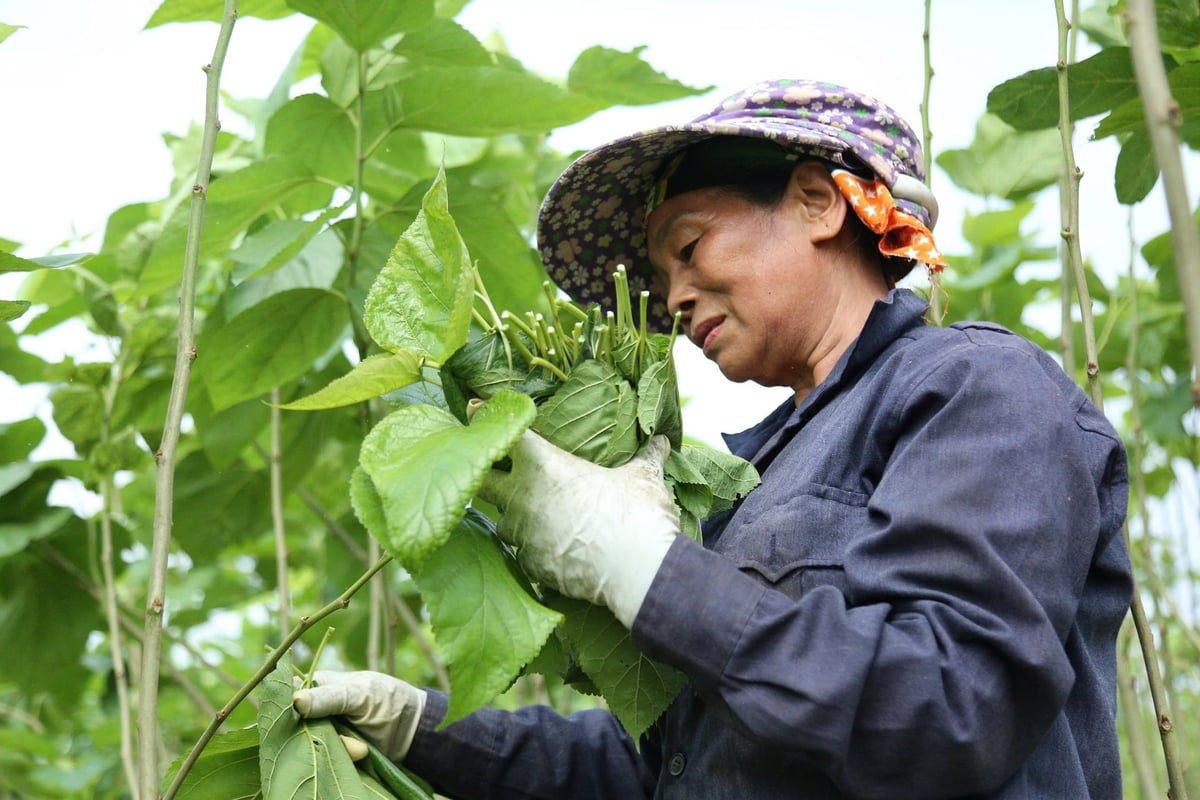 Người dân hái lá nuôi tằm. Ảnh: Thanh Tiến. Người dân hái lá nuôi tằm. Ảnh: Thanh Tiến.