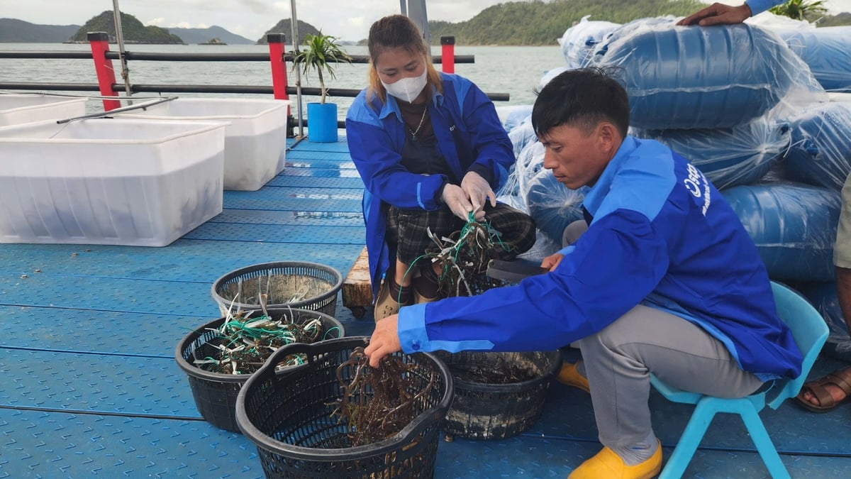Nhân viên STP Group chuẩn bị thả rong xuống biển để nuôi trồng. Ảnh: Nguyễn Thành. Nhân viên STP Group chuẩn bị thả rong xuống biển để nuôi trồng. Ảnh: Nguyễn Thành.