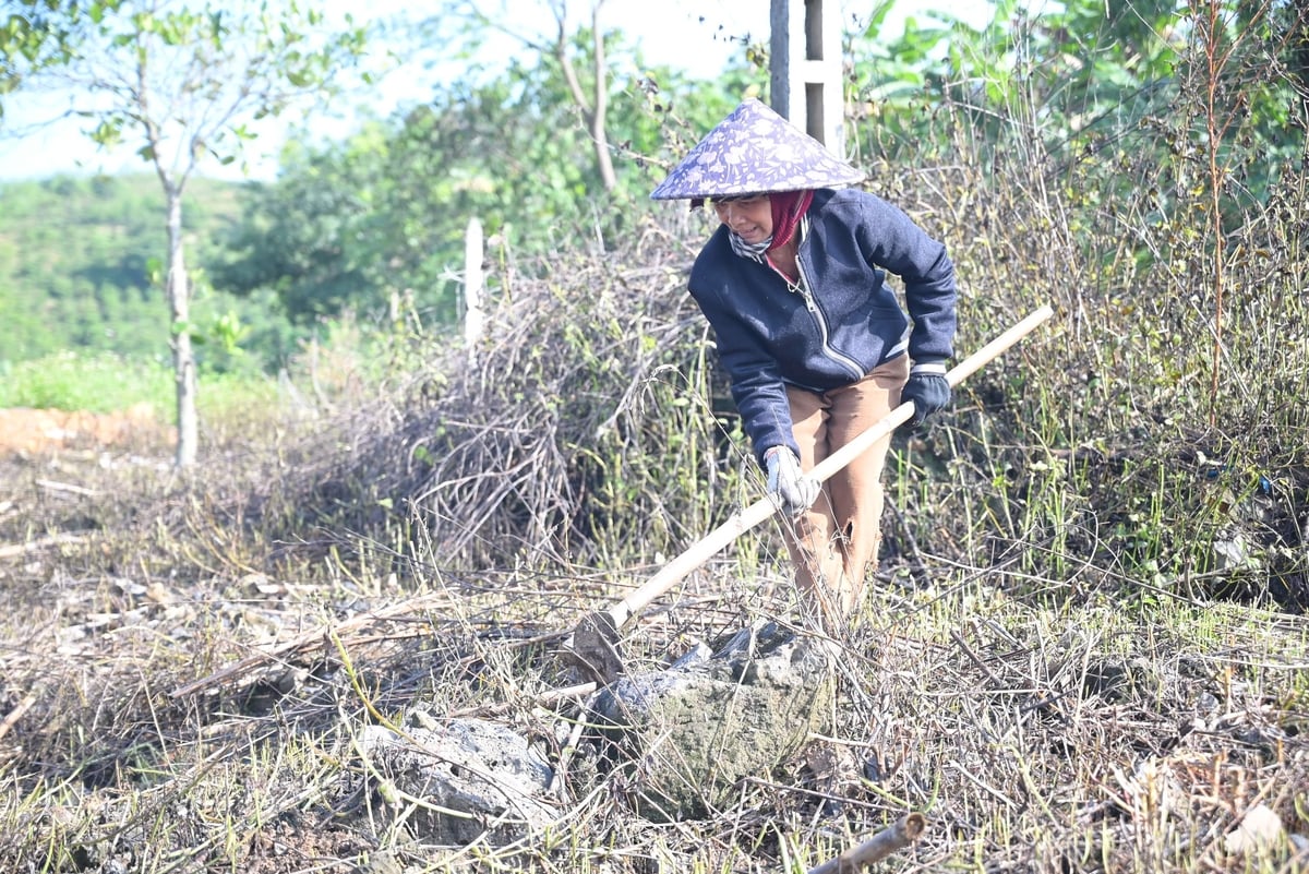 chị H’Dăm (xã Quảng Phú, huyện Krông Nô) đang bới đá để xuống giống ngô vụ mới. Ảnh: Phạm Hoài. chị H’Dăm (xã Quảng Phú, huyện Krông Nô) đang bới đá để xuống giống ngô vụ mới. Ảnh: Phạm Hoài.