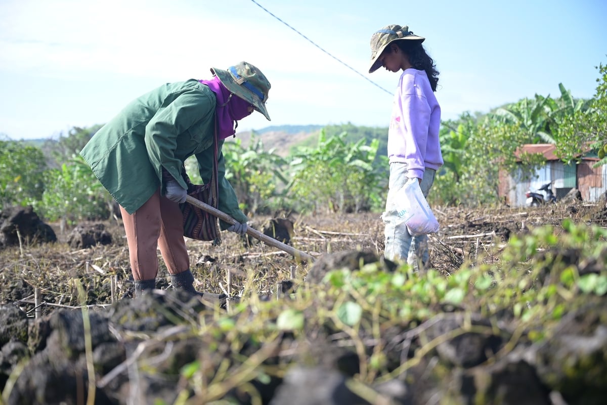 Mẹ con chị H'Thanh (xã Quảng Phú, huyện Krông Nô) đang cùng nhau phụ giúp gia đình chị H'Dăm xuống giống ngô. Ảnh: Phạm Hoài. Mẹ con chị H'Thanh (xã Quảng Phú, huyện Krông Nô) đang cùng nhau phụ giúp gia đình chị H'Dăm xuống giống ngô. Ảnh: Phạm Hoài.