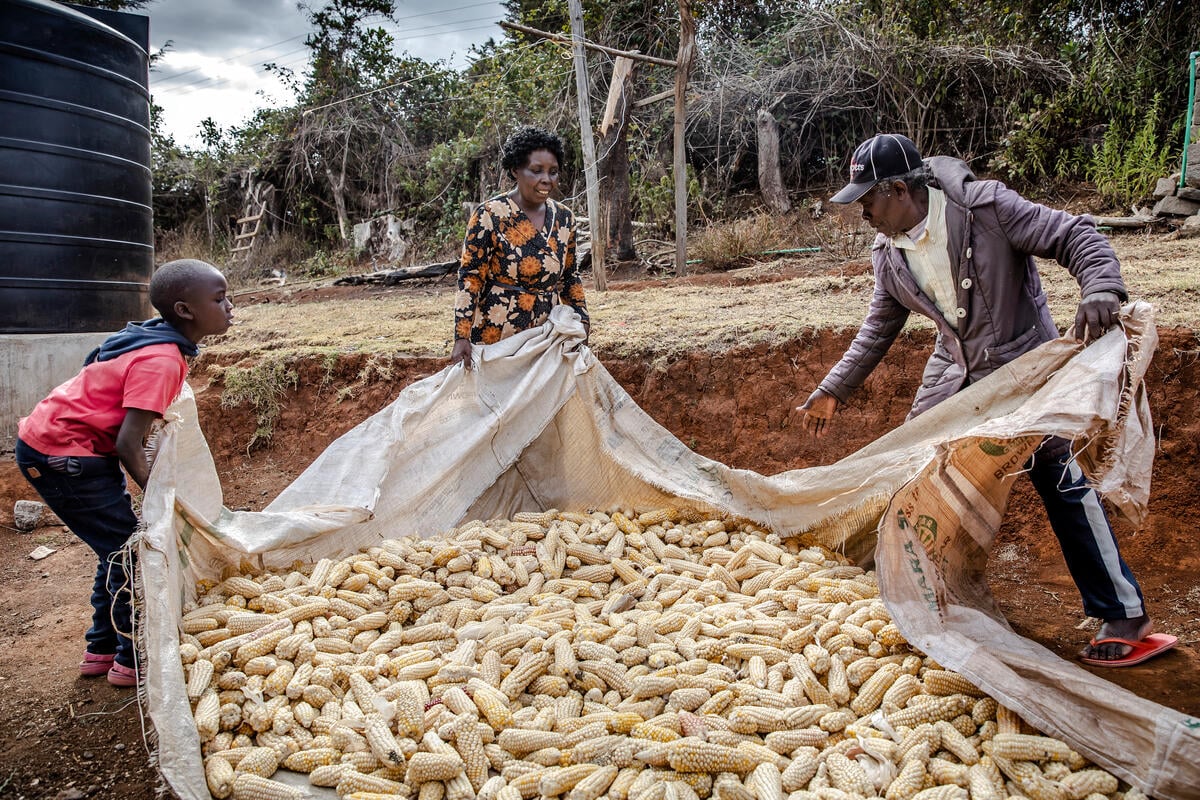 Gathering maize in Kenya.