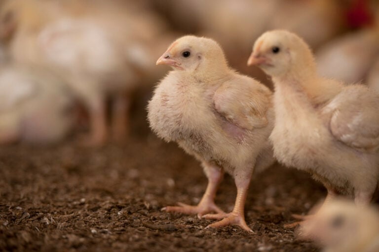 To explore the challenges of achieving higher welfare standards, the Royal Veterinary College interviewed industry representatives familiar with the Better Chicken Commitment, focusing on why transitioning to slower-growing broilers remains particularly difficult. Photo: Mark Pasveer.