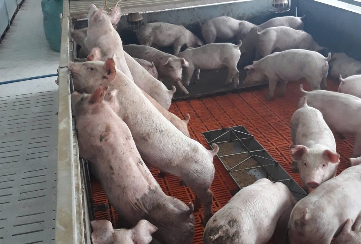Dịch tả lợn Châu Phi tại Hải Phòng đang được kiểm soát tốt. Ảnh: Đinh Mười. Dịch tả lợn Châu Phi tại Hải Phòng đang được kiểm soát tốt. Ảnh: Đinh Mười.