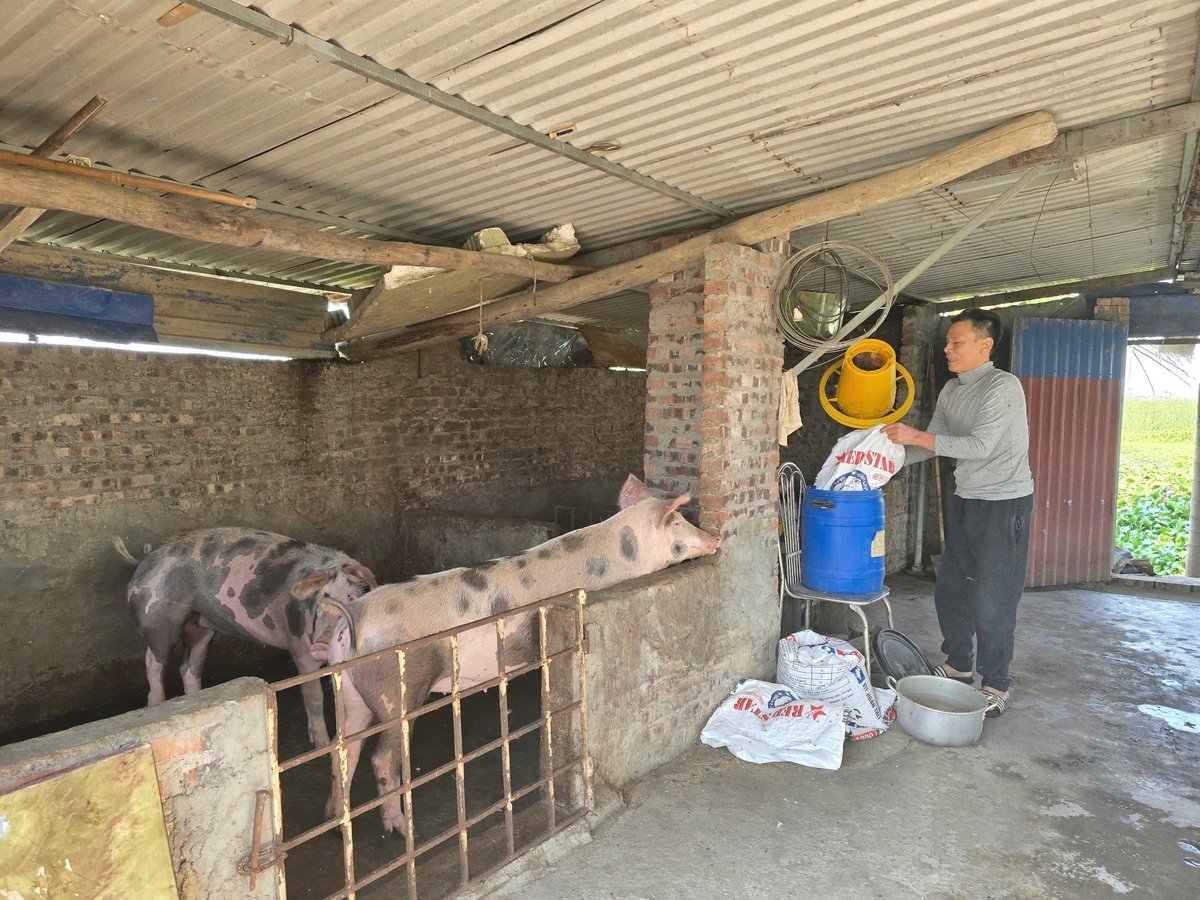 Các hộ nông dân nuôi lợn nhỏ lẻ, đã biết cách chủ động phòng dịch sau nhiều lần tay trắng. Ảnh: Đinh Mười. Các hộ nông dân nuôi lợn nhỏ lẻ, đã biết cách chủ động phòng dịch sau nhiều lần tay trắng. Ảnh: Đinh Mười.