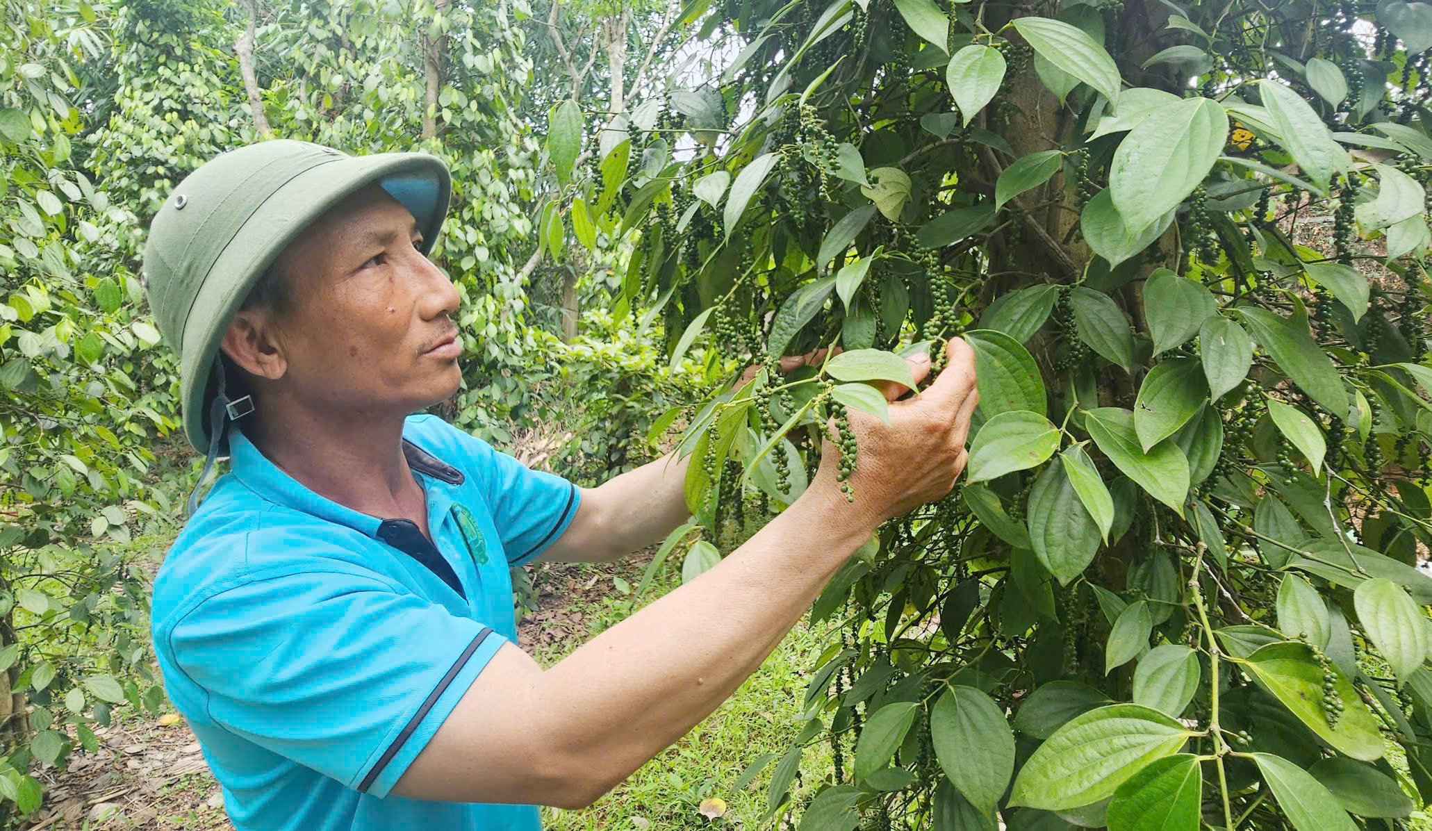 Anh Lê Quang Hoản kiểm tra chất lượng tiêu sắp thu hoạch năm nay. Ảnh: Tâm Phùng.