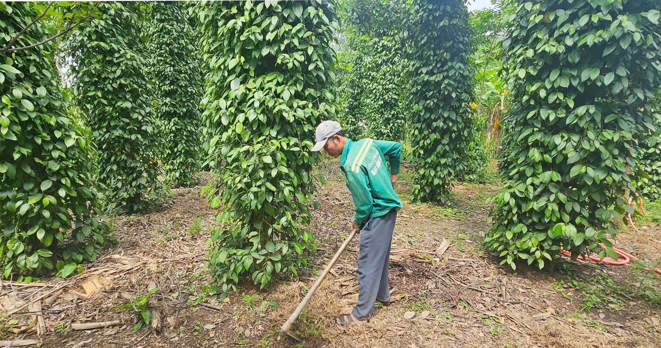 Một vườn tiêu hữu cơ của HTX Sen Thủy. Ảnh: Tâm Phùng.
