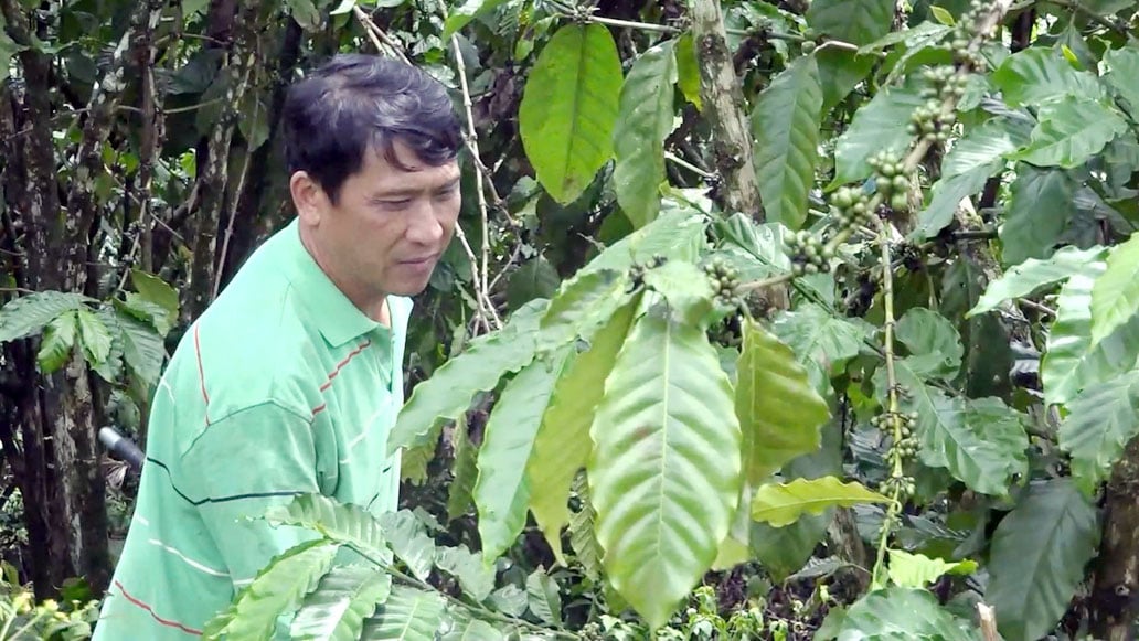 Anh Thành chăm sóc vườn cà phê Anh Thành chăm sóc vườn cà phê