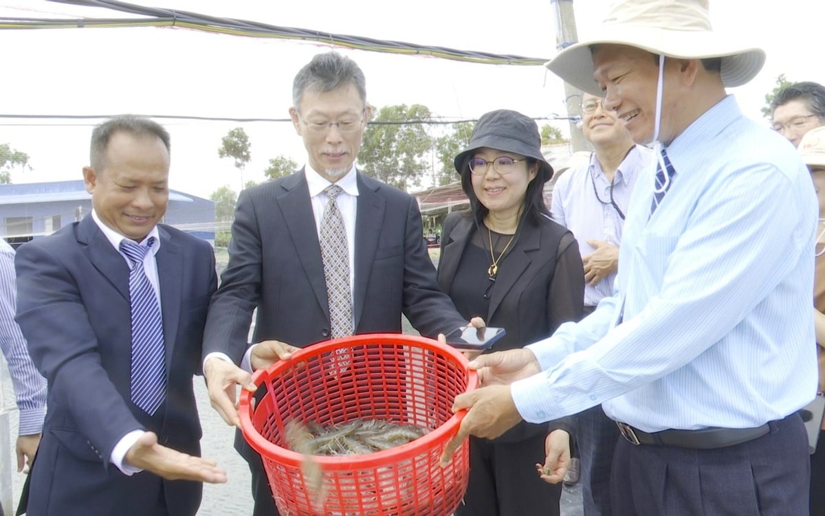 Tôm nuôi tại mô hình trình diễn sạch bệnh, đạt năng suất cao. Ảnh: Minh Đảm. Tôm nuôi tại mô hình trình diễn sạch bệnh, đạt năng suất cao. Ảnh: Minh Đảm.