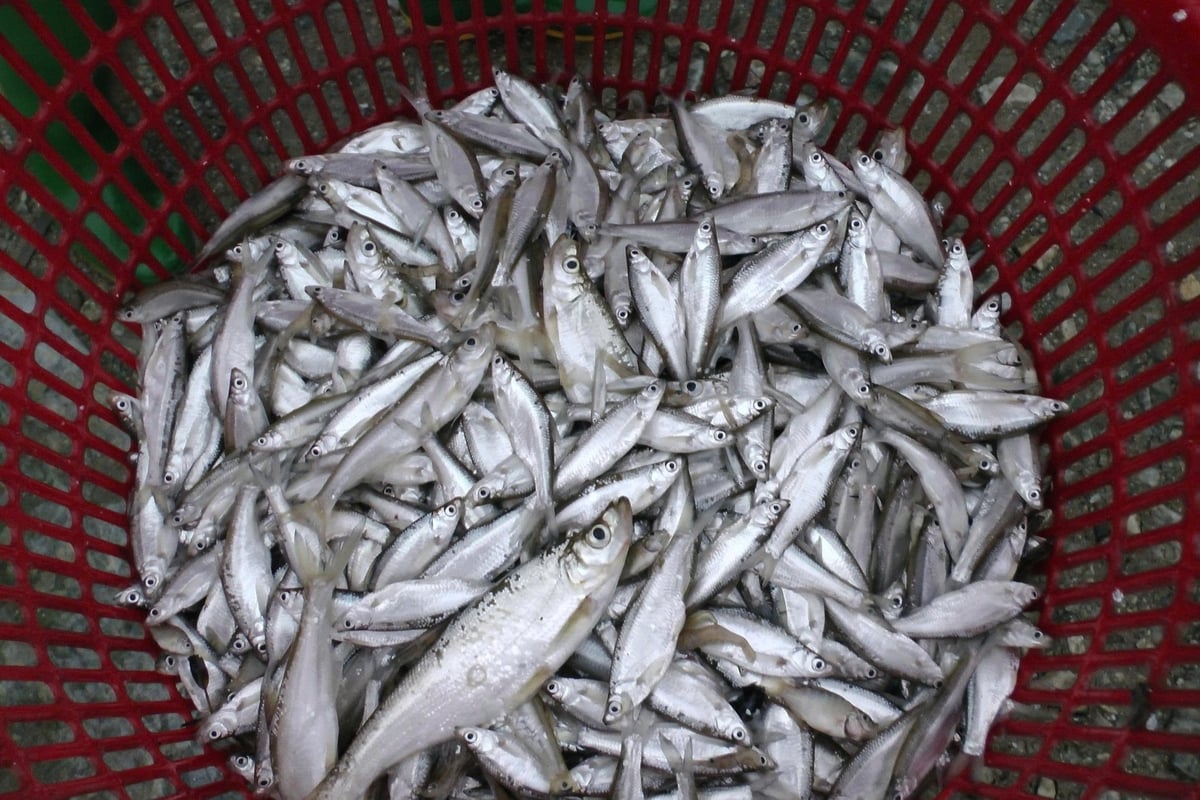 Mỗi cân tép dầu có giá rẻ như mớ rau, chỉ 6000 đồng/kg. Ảnh: Thanh Tiến. Mỗi cân tép dầu có giá rẻ như mớ rau, chỉ 6000 đồng/kg. Ảnh: Thanh Tiến.