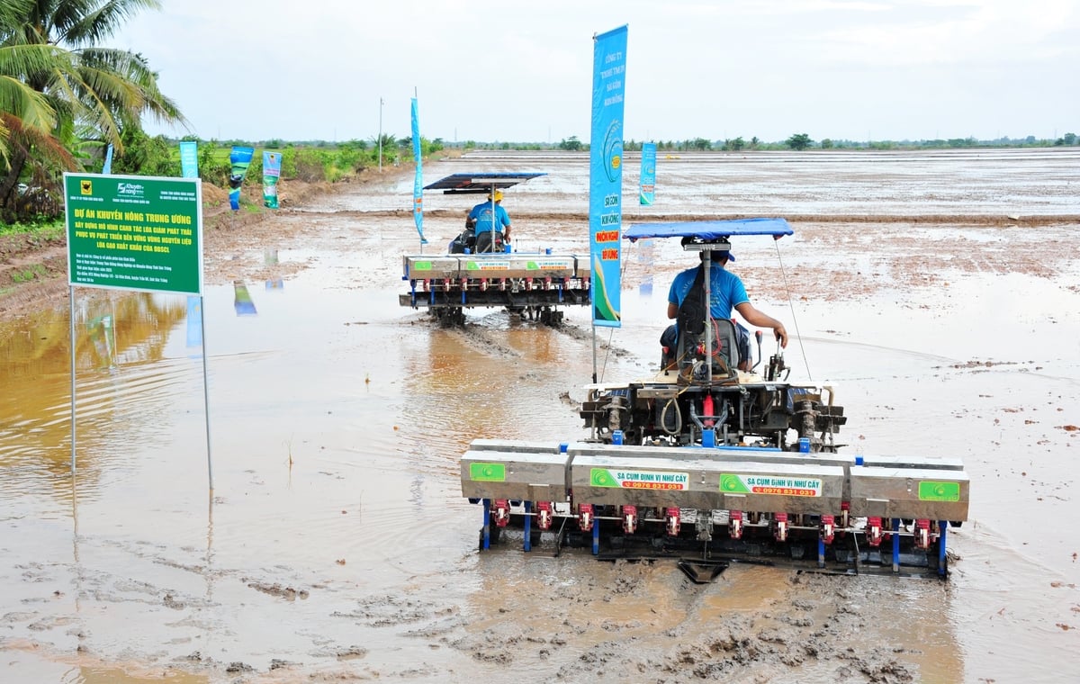 Trong vụ hè thu 2025, dự án triển khai mô hình tại HTX nông nghiệp 1/5, xã Viên Bình, huyện Trần Đề (Sóc Trăng) với diện tích 64 ha. Ảnh: Lê Hoàng Vũ.