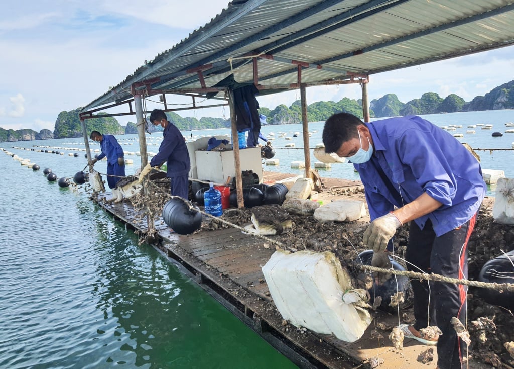 Các hộ nuôi trồng thủy sản huyện Vân Đồn, tỉnh Quảng Ninh chuyển đổi phao xốp sang phao nhựa HDPE. Ảnh: Báo Quảng Ninh. Các hộ nuôi trồng thủy sản huyện Vân Đồn, tỉnh Quảng Ninh chuyển đổi phao xốp sang phao nhựa HDPE. Ảnh: Báo Quảng Ninh.