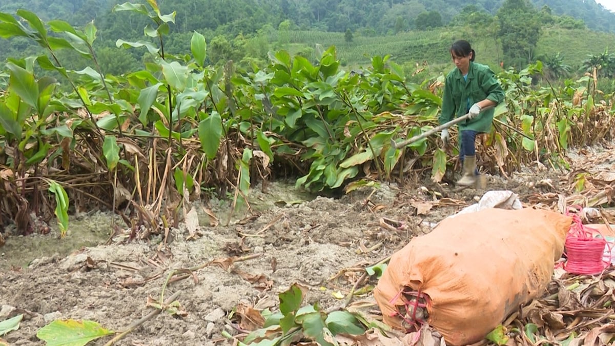 Huyện Na Rì chú trọng phát triển vùng nguyên liệu sạch để chế biến thành những sản phẩm nông sản chất lượng cao. Ảnh: Sơn Lâm. Huyện Na Rì chú trọng phát triển vùng nguyên liệu sạch để chế biến thành những sản phẩm nông sản chất lượng cao. Ảnh: Sơn Lâm.