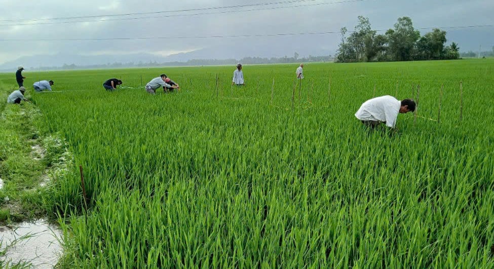 Bà con thực hành áp dụng IPHM trên đồng ruộng trong vụ đông xuân vừa qua. Ảnh: KS. Bà con thực hành áp dụng IPHM trên đồng ruộng trong vụ đông xuân vừa qua. Ảnh: KS.