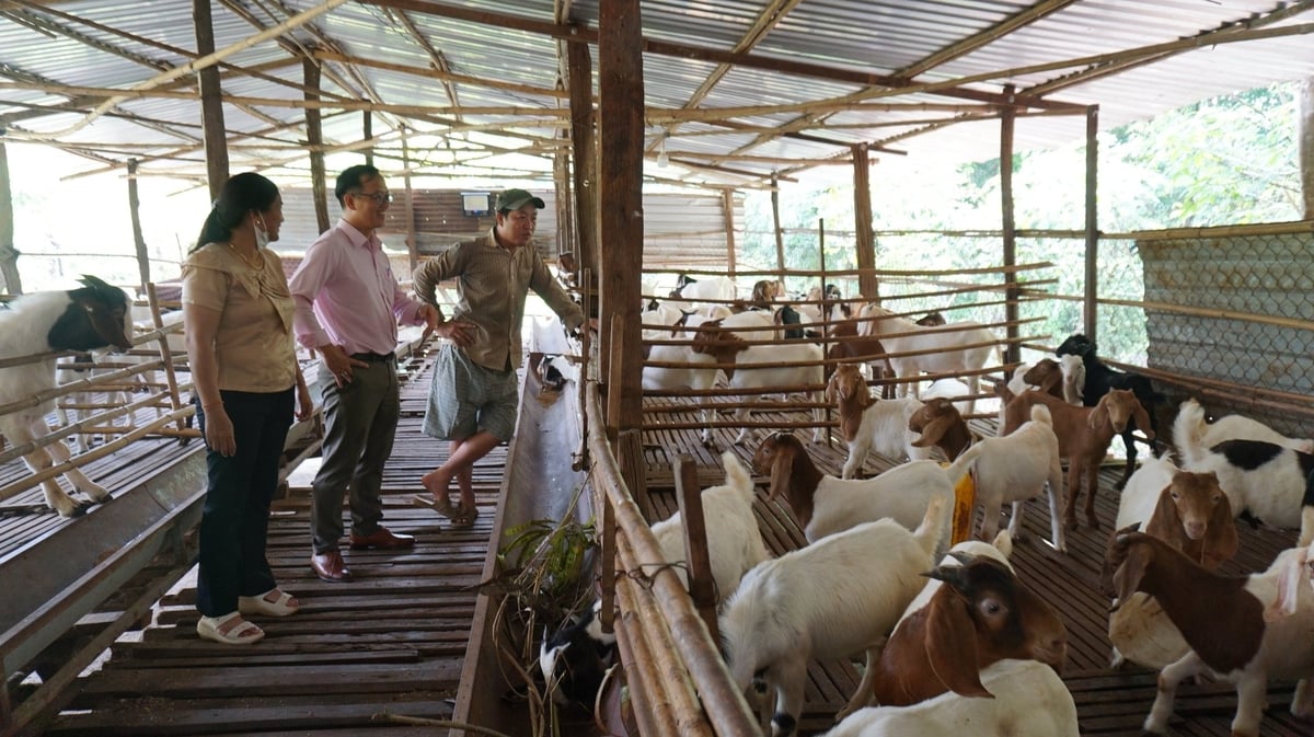 Mô hình nuôi dê sinh sản được nuôi theo hình thức bán công nghiệp của anh Nghĩa. Ảnh: Trần Trung. Mô hình nuôi dê sinh sản được nuôi theo hình thức bán công nghiệp của anh Nghĩa. Ảnh: Trần Trung.