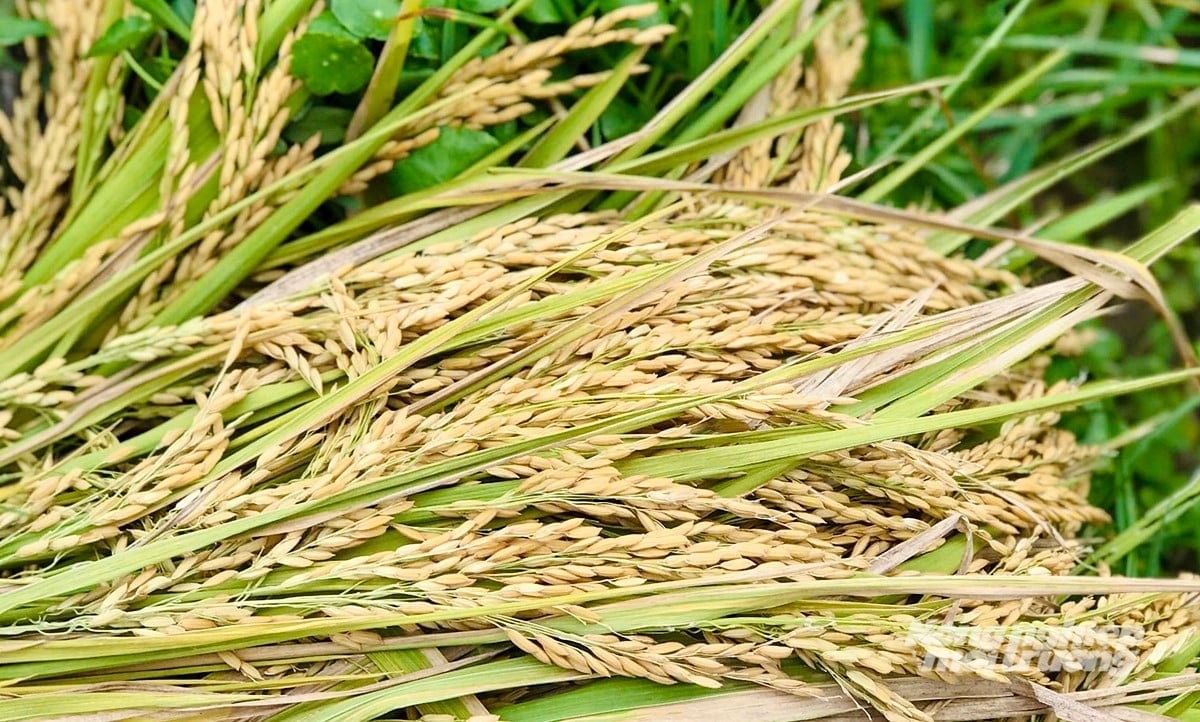 Cập nhật giá lúa gạo hôm nay 10/6/2025 mới nhất. Ảnh: Bàng Nghiêm. Cập nhật giá lúa gạo hôm nay 10/6/2025 mới nhất. Ảnh: Bàng Nghiêm.