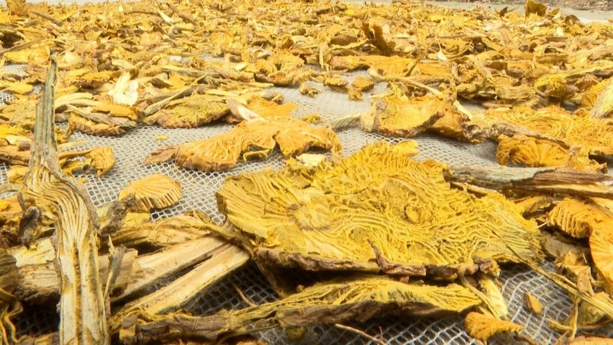 Việc khai thác không có kế hoạch đã dẫn đến tình trạng suy thoái nguồn tài nguyên dược liệu, nhiều loài cây thuốc quý dần trở nên khan hiếm, thậm chí có nguy cơ tuyệt chủng. Ảnh: Đức Việt. Việc khai thác không có kế hoạch đã dẫn đến tình trạng suy thoái nguồn tài nguyên dược liệu, nhiều loài cây thuốc quý dần trở nên khan hiếm, thậm chí có nguy cơ tuyệt chủng. Ảnh: Đức Việt.