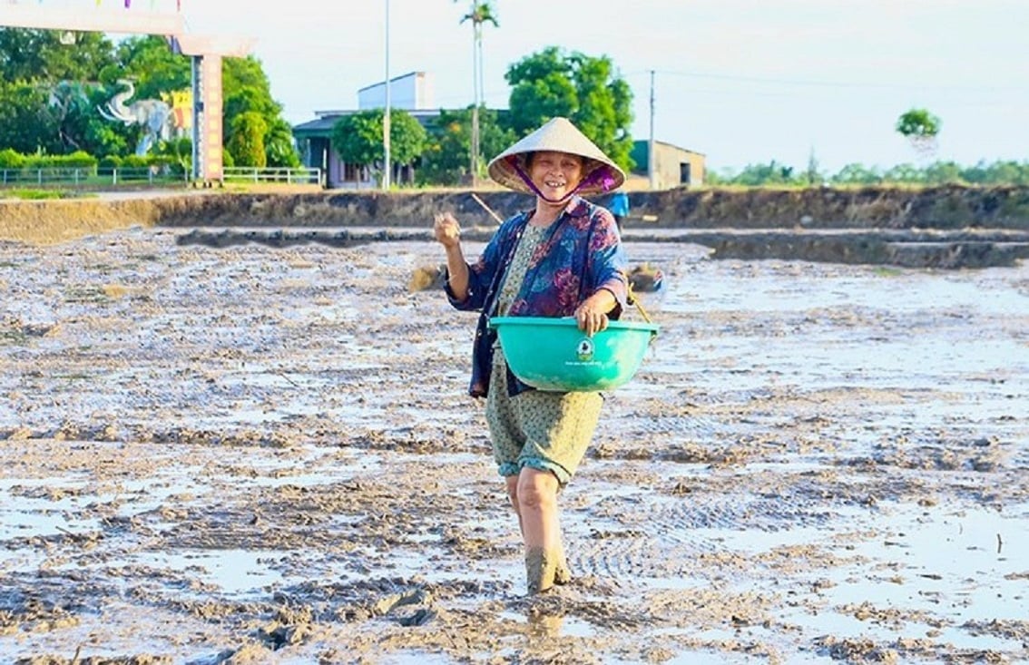 Hà Tĩnh khuyến khích sử dụng giống lúa dưới 100 ngày để gieo cấy vụ hè thu 2025. Ảnh: Gia Hưng.