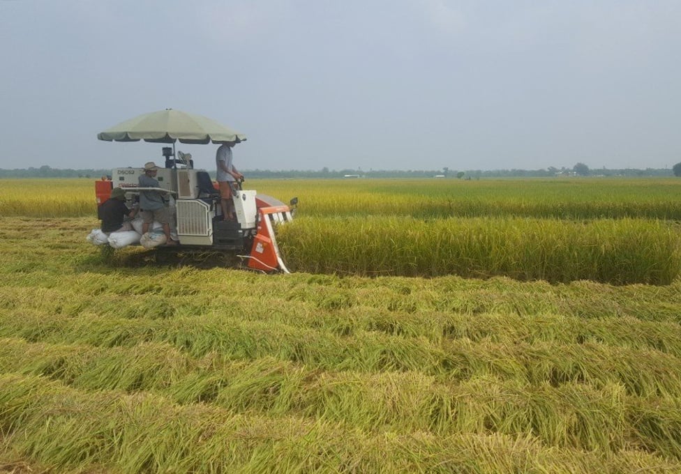 Sản xuất lúa ở ĐBSCL đã giảm thiểu được thiệt hại trong mùa mưa lũ hoặc hạn mặn nhờ thực hiện tốt các dự báo, cảnh báo về khí tượng thủy văn. Ảnh: Thanh Sơn. Sản xuất lúa ở ĐBSCL đã giảm thiểu được thiệt hại trong mùa mưa lũ hoặc hạn mặn nhờ thực hiện tốt các dự báo, cảnh báo về khí tượng thủy văn. Ảnh: Thanh Sơn.