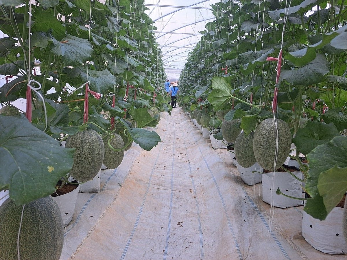 Nhiệm kỳ 2025-2030, Đảng bộ Sở Nông nghiệp và môi trường Ninh Thuận đặt mục tiêu tốc độ tăng trưởng giá trị sản xuất và bình quân đạt 2-3%/năm. Ảnh: PC. Nhiệm kỳ 2025-2030, Đảng bộ Sở Nông nghiệp và môi trường Ninh Thuận đặt mục tiêu tốc độ tăng trưởng giá trị sản xuất và bình quân đạt 2-3%/năm. Ảnh: PC.