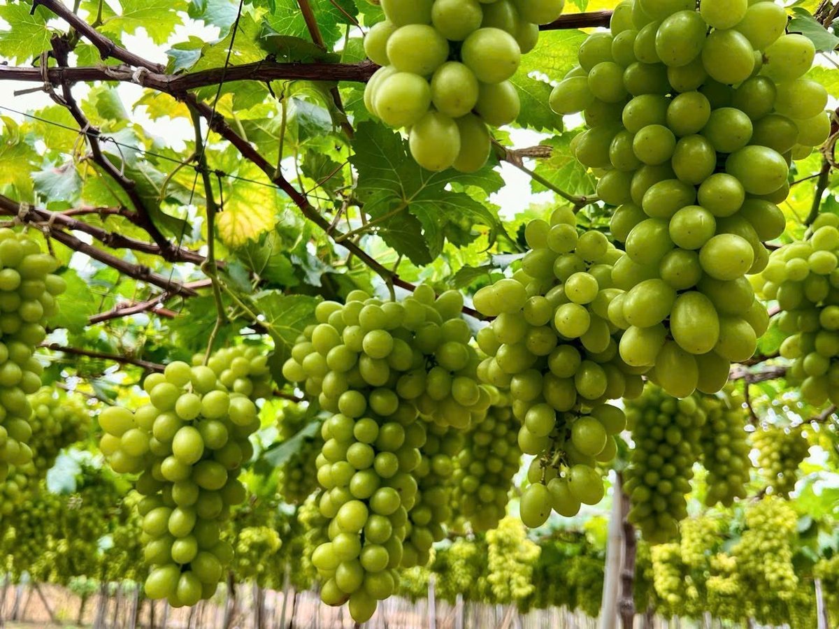 Trong nhiệm kỳ 2020-2025, giá trị sản xuất của Ninh Thuận tăng bình quân ước đạt 4,89%/năm; giá trị gia tăng tăng 4,84%; giá trị sản xuất bình quân chung ước đạt 155 triệu đồng/ha. Ảnh: PC. Trong nhiệm kỳ 2020-2025, giá trị sản xuất của Ninh Thuận tăng bình quân ước đạt 4,89%/năm; giá trị gia tăng tăng 4,84%; giá trị sản xuất bình quân chung ước đạt 155 triệu đồng/ha. Ảnh: PC.