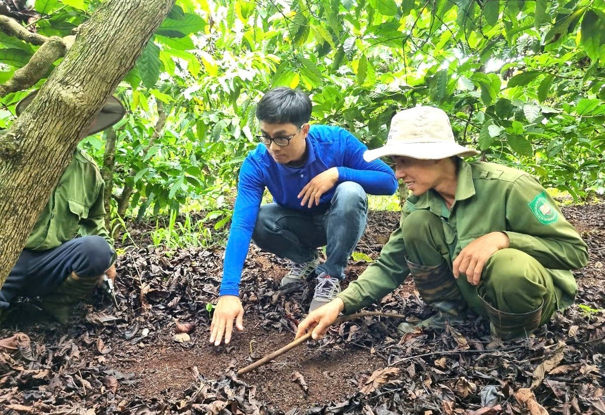 Sử dụng phân chuồng và các chế phẩm sinh học giúp đất tơi xốp, giàu dinh dưỡng. Ảnh: Tuấn Anh.