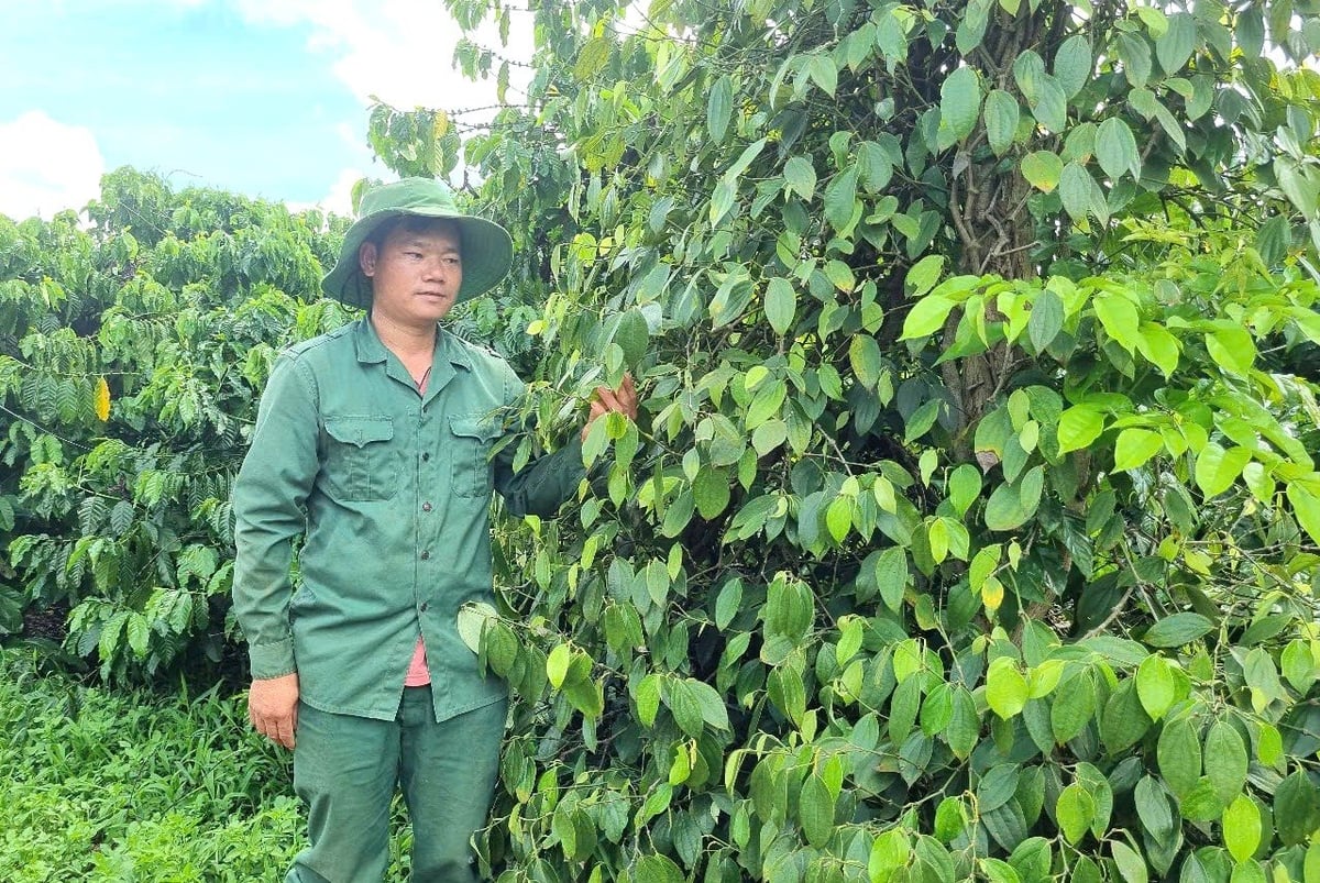 Anh Nguyễn Văn Long hài lòng với vườn cây trồng theo hướng hữu cơ. Ảnh: Tuấn Anh.