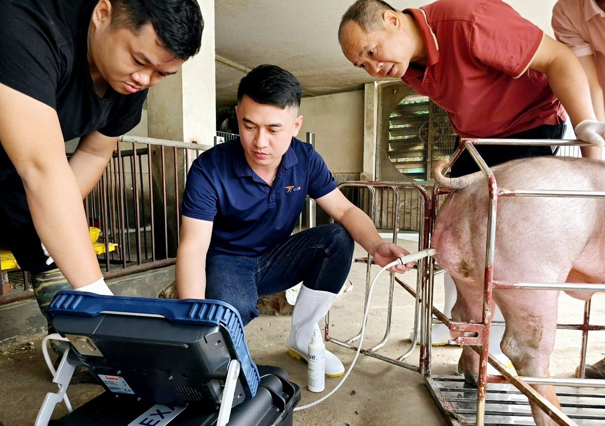 Ứng dụng hệ thống công nghệ thông minh tích hợp trí tuệ nhân tạo (AI) trong sản xuất tinh dịch, phối giống và chọn lọc con giống heo. Ảnh: Minh Sáng. Ứng dụng hệ thống công nghệ thông minh tích hợp trí tuệ nhân tạo (AI) trong sản xuất tinh dịch, phối giống và chọn lọc con giống heo. Ảnh: Minh Sáng.