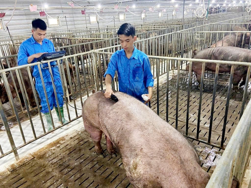 Sử dụng máy siêu âm tích hợp trí tuệ nhân tạo đánh giá chất lượng thân thịt và chất lượng thịt của heo giống. Ảnh: Minh Sáng. Sử dụng máy siêu âm tích hợp trí tuệ nhân tạo đánh giá chất lượng thân thịt và chất lượng thịt của heo giống. Ảnh: Minh Sáng.
