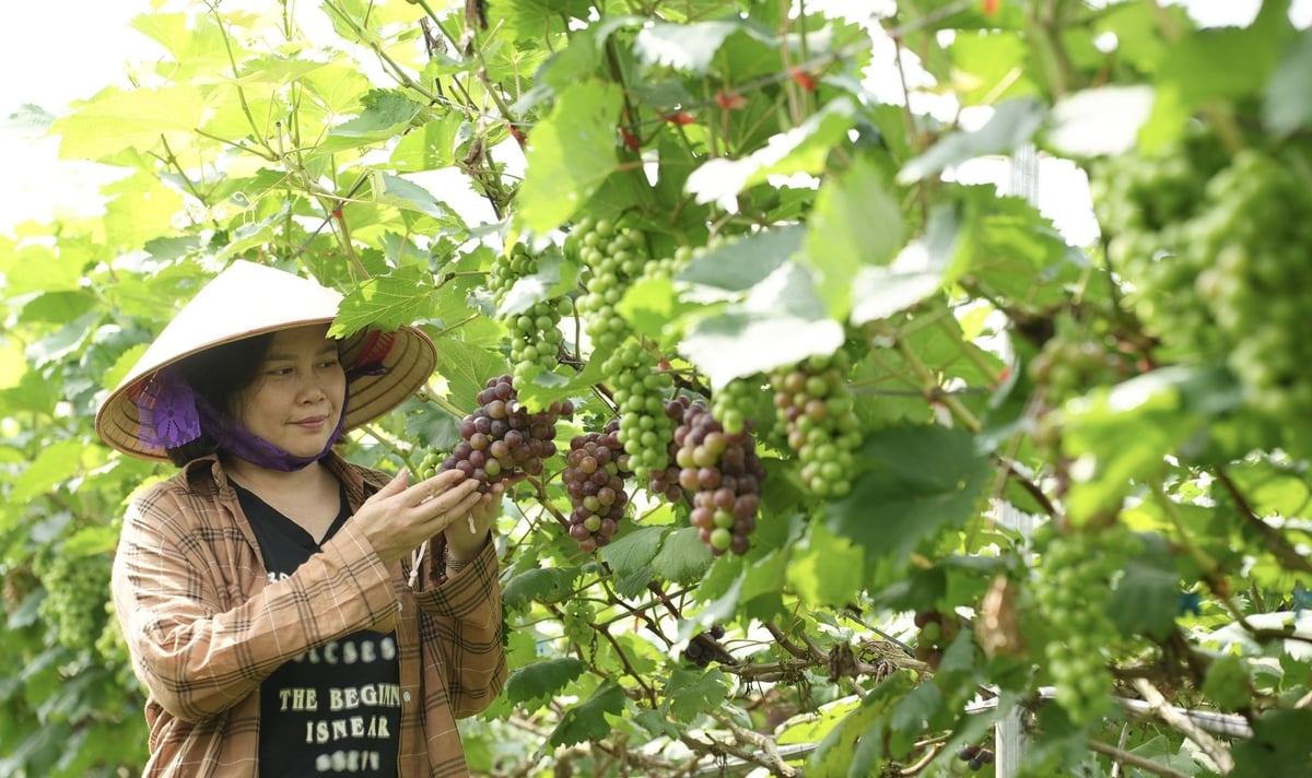 Vườn nho hạ đen trồng theo tiêu chuẩn VietGAP, thân thiện với môi trường. Ảnh: Phạm Minh. Vườn nho hạ đen trồng theo tiêu chuẩn VietGAP, thân thiện với môi trường. Ảnh: Phạm Minh.