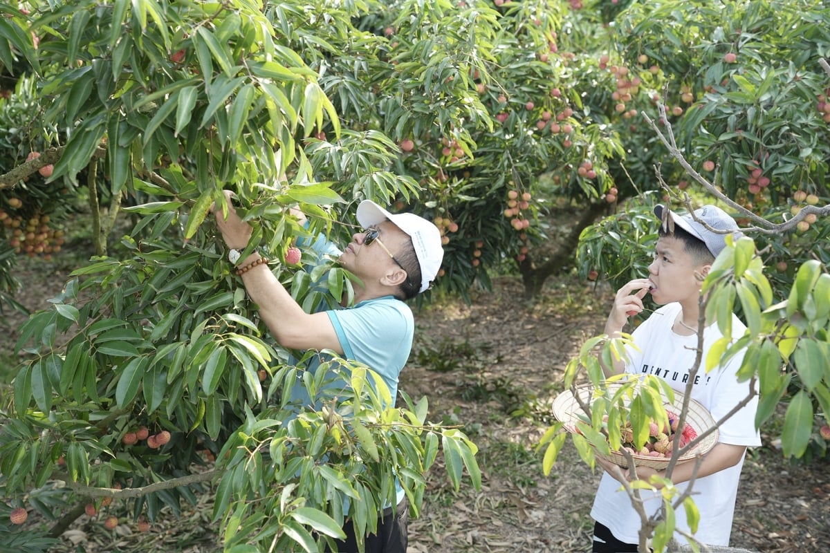 Anh Nguyễn Trung Hiếu - trưởng đoàn hào hứng hái vải cho cháu Sơn trong đoàn. Ảnh: Phạm Minh. Anh Nguyễn Trung Hiếu - trưởng đoàn hào hứng hái vải cho cháu Sơn trong đoàn. Ảnh: Phạm Minh.